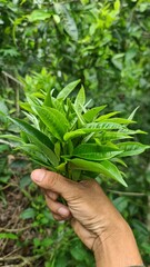 Hand picking fresh green tea leaves from a bush at a plantation. a gardener harvesting young tea shoots in a lush tea garden. Fresh organic tea leaves being inspected on a tea estate.