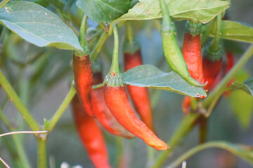 Green and red chili pepper plant on field agriculture in garden. Chili peppers ready to the fields. a plant with green leaves and red chili peppers hanging from it.
