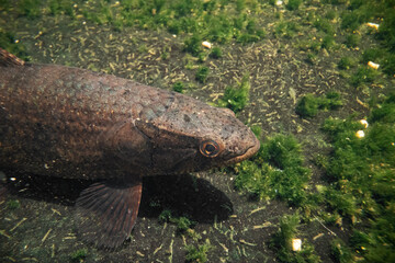 Close-up of a wolf fish underwater. Underwater photography of a wolf fish or Hoplias malabaricus.