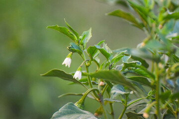 Green and red chili pepper plant on field agriculture in garden. Chili peppers ready to the fields. a plant with green leaves and red chili peppers hanging from it.
