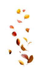 yellow and orange falling leaves against a white background