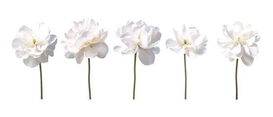 Pack Collection Elegant White Flowers Minimalist Floral Arrangement set against transparent background