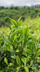Hand picking fresh green tea leaves from a bush at a plantation. a gardener harvesting young tea shoots in a lush tea garden. Fresh organic tea leaves being inspected on a tea estate.