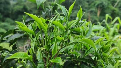 Hand picking fresh green tea leaves from a bush at a plantation. a gardener harvesting young tea shoots in a lush tea garden. Fresh organic tea leaves being inspected on a tea estate.