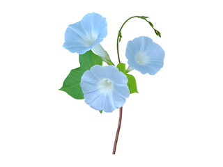 Close up of beautiful pastel blue morning glory flower fully grown blooming on isolated vine in transparent background png file.