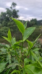 Hand picking fresh green tea leaves from a bush at a plantation. a gardener harvesting young tea shoots in a lush tea garden. Fresh organic tea leaves being inspected on a tea estate.
