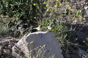 2 sparrows on a stone in close-up. Blurred natural background of rocks and grass. A young sparrow looks around and watches. Living in the wild. A sunny summer day