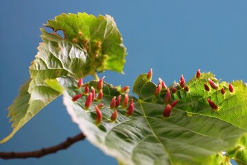 Close up of Eriophyes tiliae on leaves - gall mite that causes the formation of distinctive galls,...