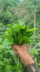 Hand picking fresh green tea leaves from a bush at a plantation. a gardener harvesting young tea shoots in a lush tea garden. Fresh organic tea leaves being inspected on a tea estate.