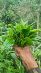 Hand picking fresh green tea leaves from a bush at a plantation. a gardener harvesting young tea shoots in a lush tea garden. Fresh organic tea leaves being inspected on a tea estate.