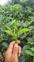 Hand picking fresh green tea leaves from a bush at a plantation. a gardener harvesting young tea shoots in a lush tea garden. Fresh organic tea leaves being inspected on a tea estate.