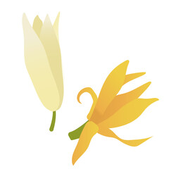 Champak and white Champaca flower illustration flat design