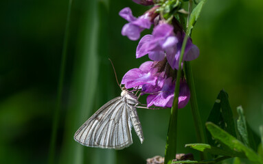 A white butterfly with a twisted proboscis on a flower