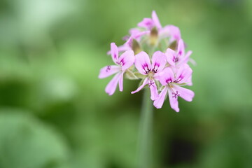 スノーフレーク