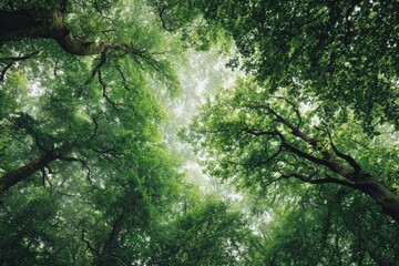 Abstract forest canopy looking up, with light filtering through leaves.