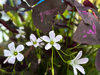 False shamrock flower (Oxalis triangularis)