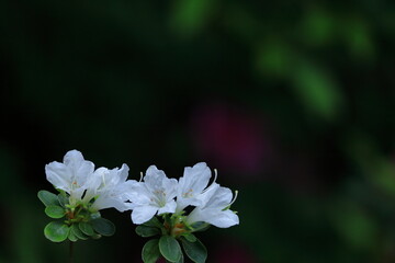 咲き誇る情熱の花