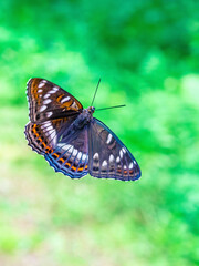 Flying butterfly Poplar Admiral. Macro photograph