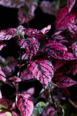 Fuchsia Hypoestes phyllostachya, polka dot plant, on black background
