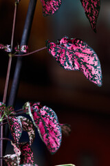 Fuchsia Hypoestes phyllostachya, polka dot plant, on black background
