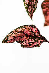 Fuchsia Hypoestes phyllostachya, polka dot plant, on white background