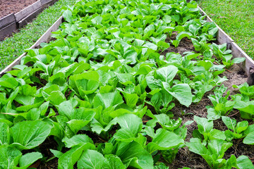 Brassica juncea sapling small leaf on the vegetable plot in the garden in the morning There is a sunny show.			