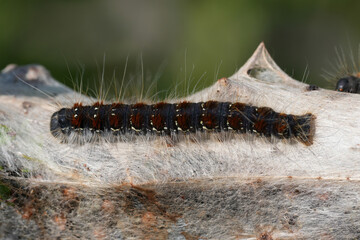 Closeup on a large brown Small Eggar owlet moth Eriogaster lanestris caterpillar emerging from it's shelter