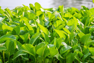 Fototapeta premium Brassica juncea sapling small leaf on the vegetable plot in the garden in the morning There is a sunny show. 