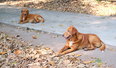 dog on the ground