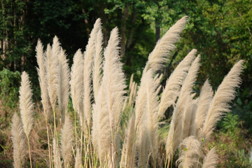 reeds in the wind