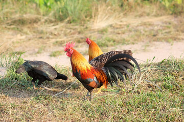 rooster in the field