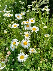 Wildflowers bloom in a lively meadow on a bright summer day, and white daisies stand out among the...