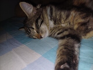 Sleeping tabby cat resting peacefully on a cozy blanket in a dimly lit room during the evening
