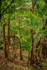 Árboles de hojas secas