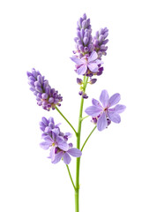 Fototapeta premium Isolated lavender sprig with blooming purple flowers on white background for spa designs, aromatherapy visuals, botanical prints, and herbal packaging.