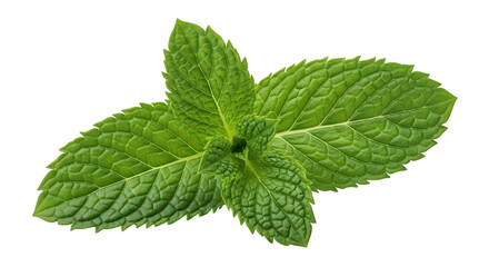 Fresh Mint Sprig Isolated On Black