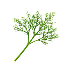Naklejka premium Dill sprig, isolated on white. Fresh aromatic herb for cooking.