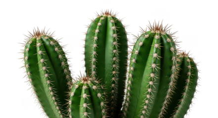 Closeup Of Cereus Cactus Green Spines