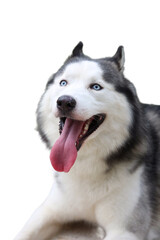 A happy Siberian husky panting outside, perfect for pet blogs, animal magazines, and social media posts about dog care and training.