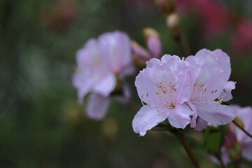 Fototapeta premium 咲き誇る情熱の花