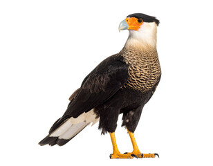 Crested caracara eagle standing with alert posture