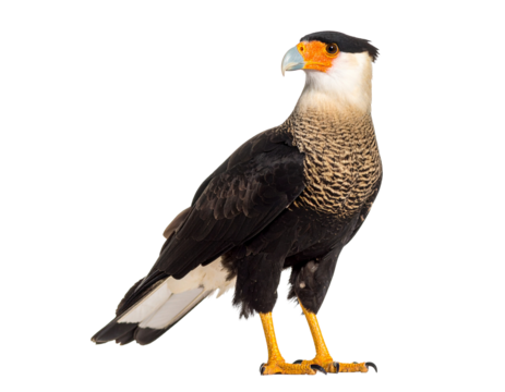 Crested caracara eagle standing with alert posture