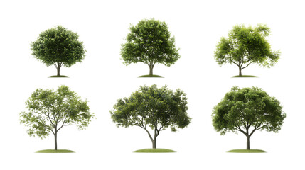 Pack Collection Eight Realistic 3D Rendered Olive Trees Variations for Design Projects set against transparent background