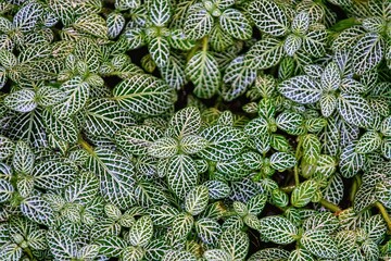 Mosaic plant, Fittonia, green leaves background