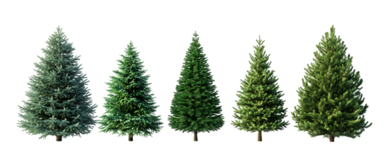 Pack Collection Five Evergreen Trees Growth Stages Isolated on White set against transparent background