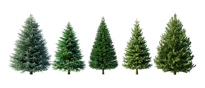 Pack Collection Five Evergreen Trees Growth Stages Isolated on White set against transparent background