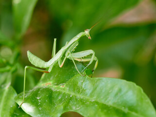 The Sphodromantis viridis, commonly known as the Giant African Mantis or Bush Mantis, is a popular pet mantis species