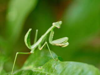 The Sphodromantis viridis, commonly known as the Giant African Mantis or Bush Mantis, is a popular...