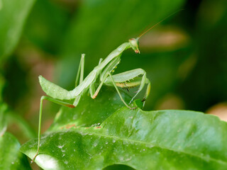 The Sphodromantis viridis, commonly known as the Giant African Mantis or Bush Mantis, is a popular pet mantis species