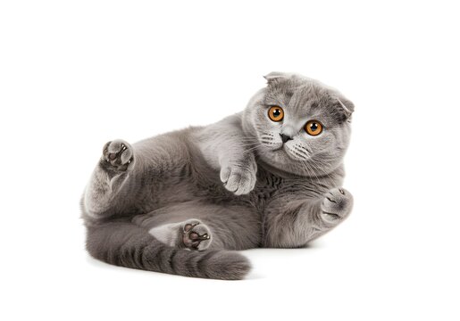 Adult Scottish Fold Cat Playing on Back Isolated on White